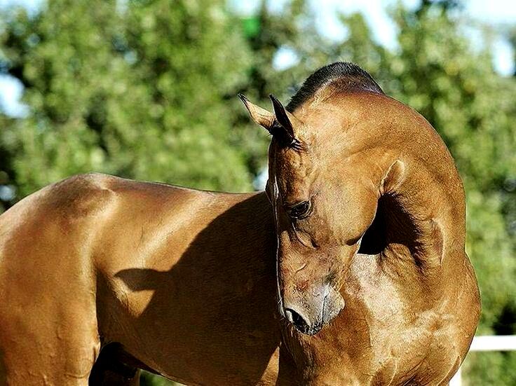 لزوم حمایت از اسب‌های بومی به جای نژادهای خارجی/ کسب مقام سوم مسابقات سوارکاری با اسب 31 ساله ترکمن/ واردات اسب‌های خارجی، سالانه حدود 8 تا 12 میلیون دلار ارز از کشور خارج می‌کند