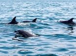 سایه استرس‌های حاصل از صیادی بر سر دلفین‌های خلیج فارس