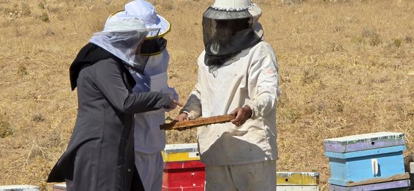 آغاز سرشماری زنبورستان‌های چهارمحال و بختیاری