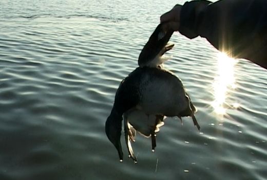 پایش پرنده‌های مهاجر برای کنترل آنفلوانزا