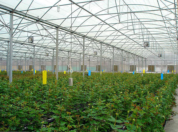 بازدید کارشناس اسپانیایی از گلخانه‌های هرمزگان