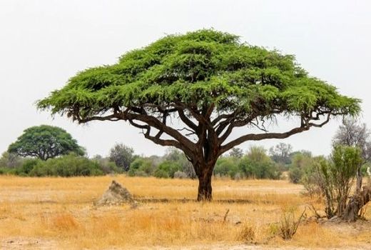 تولید نهال گونه‌های بومی و بیابانی در شهرستان دامغان  و استان سمنان