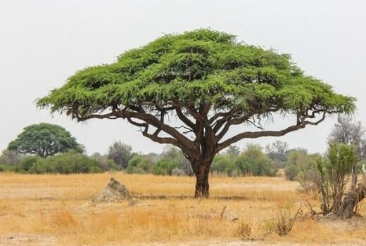تولید نهال گونه‌های بومی و بیابانی در شهرستان دامغان  و استان سمنان