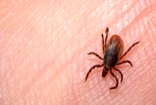 28 نفر مبتلا و 3 نفر فوت شده