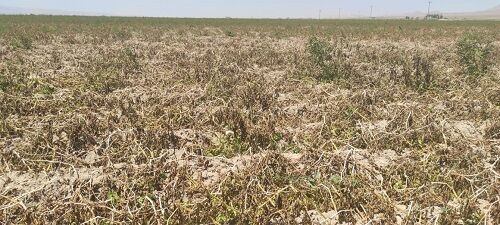 خسارت سنگین سرمازدگی به کشاورزان اقلید
