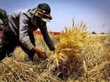 آغاز برداشت گندم از مناطق گرمسیری استان کرمانشاه