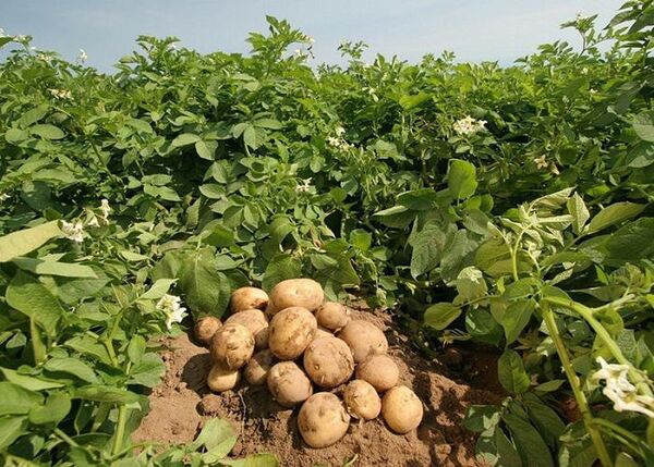 کشت سیب زمینی برای اولین بار در شهرستان نیر