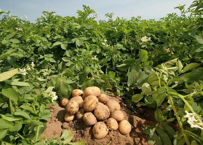 کشت سیب زمینی برای اولین بار در شهرستان نیر