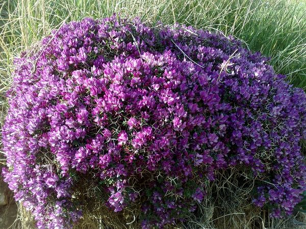 بهره‌برداری از گون‌زارهای استان ایلام آغاز شد