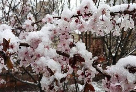 میوه باغ های اردبیل تلخ است