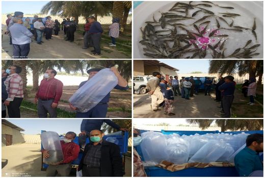 توزیع بچه ماهیان گرم آبی گونه کپور و آمور  در شهرستان طبس