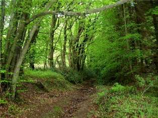 اعلام آمادگی عضو هیات علمی دانشگاه تربیت مدرس برای تدوین طرح جایگزین مدیریت جنگل