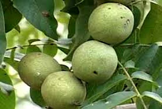 گردو رابر در مسیر بازار مصرف