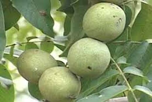 گردو رابر در مسیر بازار مصرف