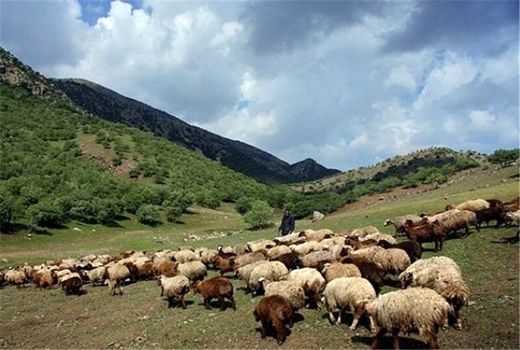 سرانه دام عشایر چهار محال و بختیاری ناچیز است