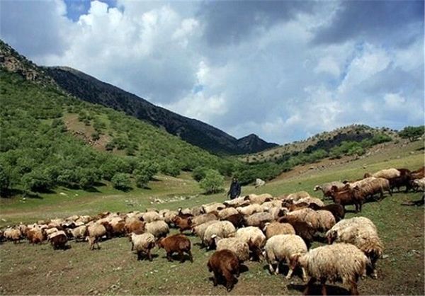 سرانه دام عشایر چهار محال و بختیاری ناچیز است