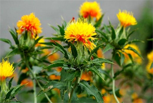     کشت گلرنگ در مرودشت به 150 هکتار رسید 