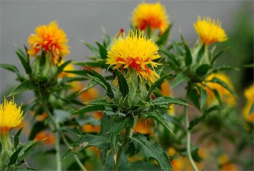     کشت گلرنگ در مرودشت به 150 هکتار رسید 