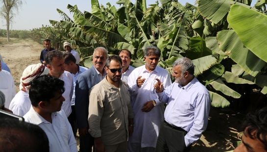 بازدید وزیر جهاد کشاورزی از باغات مدرن موز و انبه مجتمع کشت و صنعت و دامپروری زرآباد در سیستان و بلوچستان