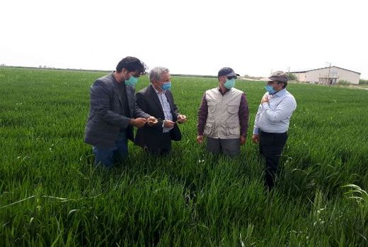 آغاز عملیات کانون کوبی و مبارزه با آفت ملخ در استان اردبیل