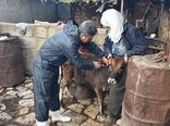 آغاز طرح واکسیناسیون رایگان دام سبک و سنگین کردستان علیه بیماری بروسلوز