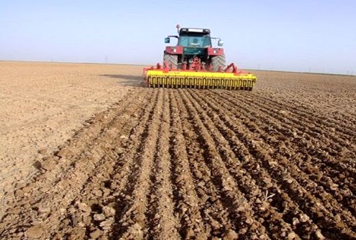 کشت مکانیزه جو در سطح ۶۰ درصد مزارع آبی استان قزوین