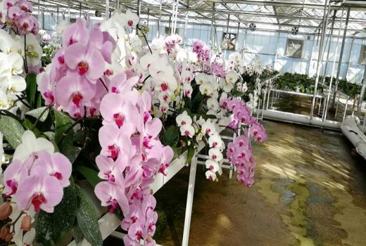 پرورش دو میلیون و 700 هزار غنچه گل ارکیده در نوشهر