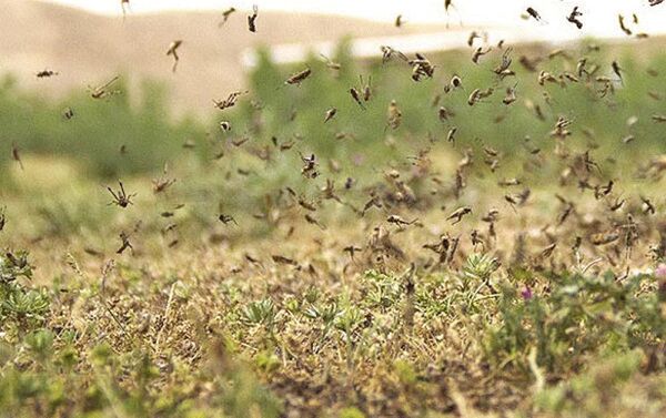 هجوم ملخ ها به اراضی کشاورزی استان بوشهر تحت کنترل است