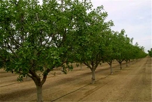 صدور شناسنامه برای ۶۶۰۰ هکتار از باغات شهرستان قزوین