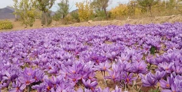 افزایش چشمگیر تولید زعفران در استان اصفهان