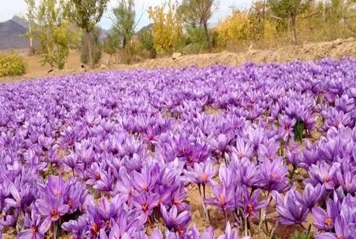 افزایش چشمگیر تولید زعفران در استان اصفهان