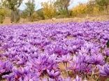 افزایش چشمگیر تولید زعفران در استان اصفهان