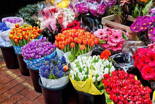 صادرات  40 میلیون دلاری گل و گیاهان زینتی ایران