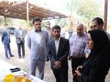 رزمایش راههای مقابله با سوسک سرخرطومی حنایی خرما در اندوهجرد شهداد برگزار شد