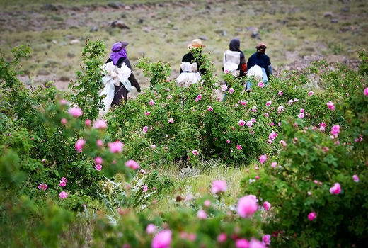  افزایش گردشگران داخلی و خارجی جشنواره گلاب‌گیری 