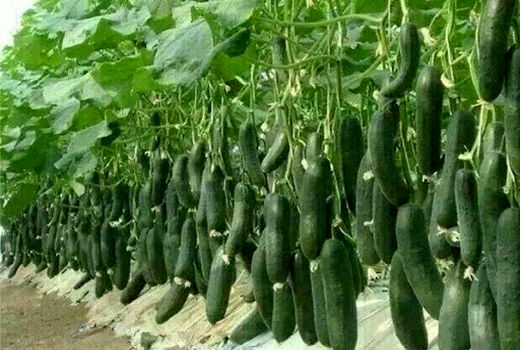 توسعه و بهره‌برداری از  778 هکتار انواع گلخانه در سطح کشور  