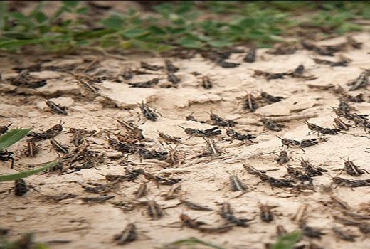 هجوم ملخ‌ها به استان بوشهر 