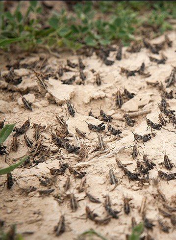 هجوم ملخ‌ها به استان بوشهر 