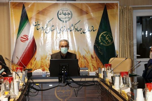 سطح زیر کشت گندم کردستان 594 هزار هکتار است