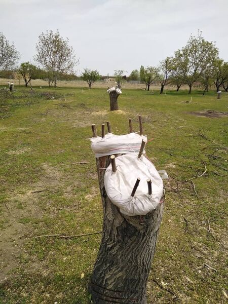 اجرای  طرح سرشاخه کاری در باغات آذربایجان غربی