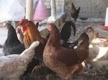 پرورش مرغ خانگی راهکاری برای رونق اقتصادی و امنیت غذایی خانواده‌ها 