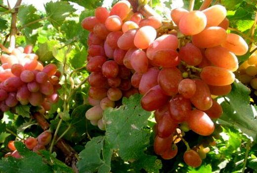انگور مهمترین محصول باغی خراسان شمالی 