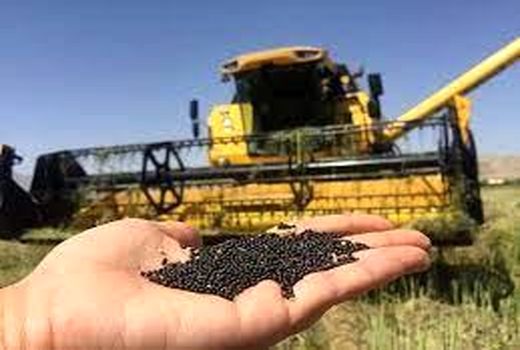 تولید 35 تن کلزا در دیمزارهای گلوگاه