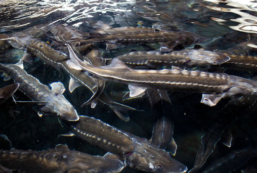 حمایت بیمه کشاورزی از تولید خاویار