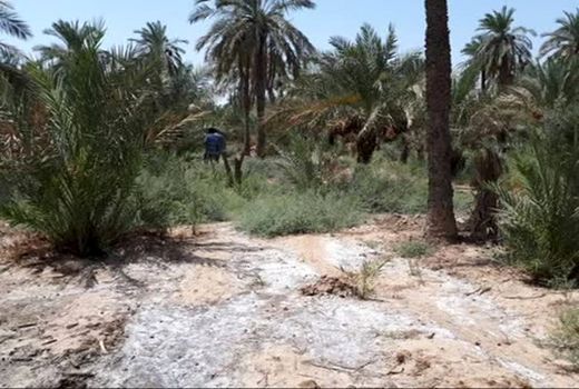افزایش 23 درصدی شوری خاک خوزستان در ده سال  / سیلیسیم و پتاسیم تحمل نخل‌ها را بالا می‌برد