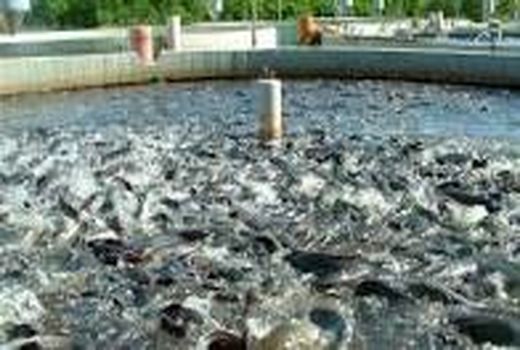 پنج درصد ماهی قزل‌آلای کردستان در استخرهای آب کشاورزی تولید می‌شود
