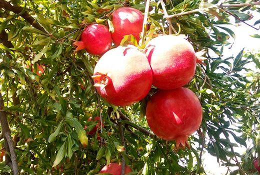 پیش‌بینی تولید بیش از 50 هزار تن انار در داراب 