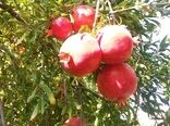 برداشت یاقوت سرخ از باغات شهرستان آرادان