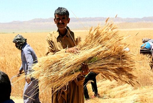 برداشت محصول و افزایش مشکلات گندمکاران؛ دیم‌کاران کردستانی حمایت شوند