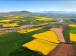  گندم همچنان محصول اول مزارع کشور